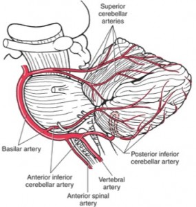 posterior circulation